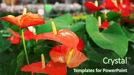  Presentation with greenhouse - Slide set with anthurium flowers in huge greenhouse background and a tawny brown colored foreground