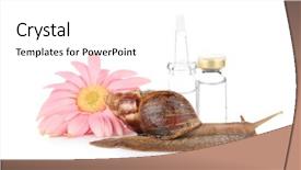  Presentation with snail - Slides consisting of anti serum - giant achatina snail flower background and a white colored foreground