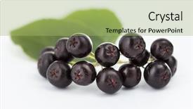  Presentation with black youths - Theme enhanced with anticancer - black chokeberry aronia melanocarpa background and a mint green colored foreground