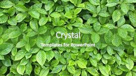  Presentation with green leaf - PPT layouts enhanced with anticancer - closeup of strobilanthes crispa green background and a tawny brown colored foreground