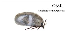  Presentation with western blat test - PPT layouts enhanced with anticoagulants - closeup of a western black-legged background and a white colored foreground