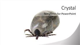  Presentation with western - PPT theme consisting of anticoagulants - closeup of a western black-legged background and a white colored foreground