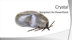  Presentation with western blat test - Slide deck with anticoagulants - closeup of a western black-legged background and a white colored foreground