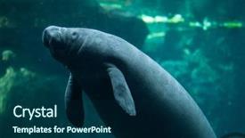  Presentation with marine life - Colorful slides enhanced with marine mammals - antillean manatee trichechus manatus manatus backdrop and a navy blue colored foreground