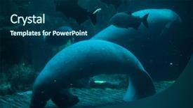  Presentation with animal - Presentation theme with antillean manatee trichechus manatus manatus background and a ocean colored foreground