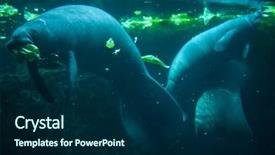  Presentation with animal - PPT theme having antillean manatee trichechus manatus manatus background and a navy blue colored foreground