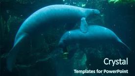  Presentation with animal - Slides enhanced with antillean manatee trichechus manatus manatus background and a navy blue colored foreground