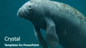  Presentation with wildlife - Beautiful PPT theme featuring marine mammals - antillean manatee trichechus manatus manatus backdrop and a ocean colored foreground
