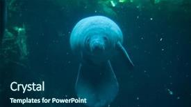  Presentation with animal - PPT theme featuring antillean manatee trichechus manatus manatus background and a navy blue colored foreground