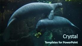  Presentation with marine - Slides consisting of marine mammals - antillean manatees trichechus manatus manatus background and a wine colored foreground