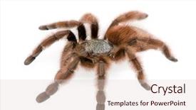  Presentation with tv show studio camera - Presentation theme having antilles pinktoe tarantula avicularia metallica background and a lemonade colored foreground