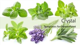  Presentation with antiseptic - Slides featuring antiseptic - collection of fresh herbs background and a  colored foreground