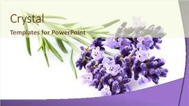  Presentation with lavender flowers - Presentation with antiseptic - lavender flowers on white background background and a cream colored foreground