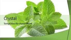  Presentation with tobacco leaves closeup - PPT theme featuring antiseptic - mint leaves in closeup background and a yellow colored foreground