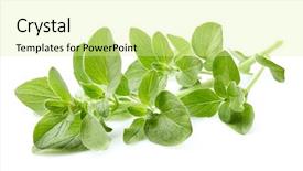  Presentation with oregano - Presentation featuring antiseptic - oregano leaves on white background background and a blonde colored foreground