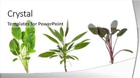  Presentation with sage - Beautiful presentation theme featuring antiseptic drugs - sage herb leaf sprigs isolated backdrop and a white colored foreground