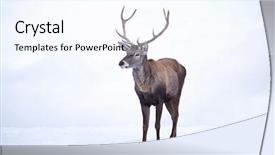  Presentation with white red employees - Presentation theme featuring antler - red deer on clean white background and a cool aqua colored foreground