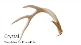  Presentation with whitetail deer - Slide set consisting of antler from a whitetail deer background and a white colored foreground