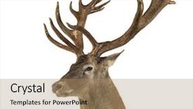  Presentation with deer - Theme consisting of antler - close-up of a red deer background and a coral colored foreground