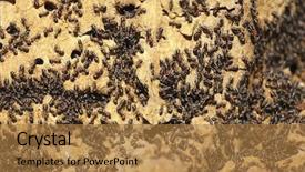  Presentation with ant - Presentation theme with ants background - ant colony on an old background and a coral colored foreground
