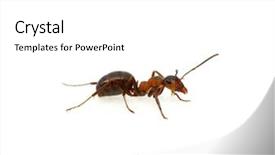  Presentation with ant - Audience pleasing PPT layouts consisting of ants background - ant isolated on white backdrop and a white colored foreground