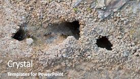  Presentation with ants - Audience pleasing PPT theme consisting of ants coming in their hideout backdrop and a gray colored foreground