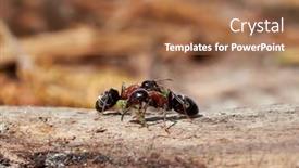  Presentation with ants - PPT theme consisting of ants-in-natural-habitat-formica background and a coral colored foreground