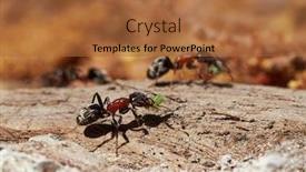  Presentation with ants - Beautiful PPT layouts featuring ants-in-natural-habitat-formica backdrop and a red colored foreground