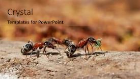  Presentation with ants - Slide deck with ants-in-natural-habitat-formica background and a coral colored foreground