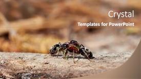  Presentation with ants - Amazing presentation theme having ants-in-natural-habitat-formica backdrop and a coral colored foreground