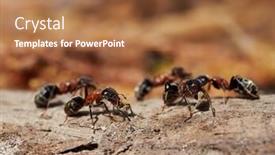  Presentation with ants - PPT theme consisting of ants-in-natural-habitat-formica background and a red colored foreground