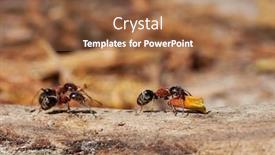  Presentation with ants - Presentation design consisting of ants-in-natural-habitat-formica background and a tawny brown colored foreground