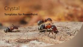  Presentation with ants - Beautiful PPT theme featuring ants-in-natural-habitat-formica backdrop and a red colored foreground