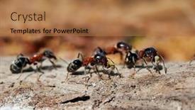  Presentation with ants - Colorful slide set enhanced with ants-in-natural-habitat-formica backdrop and a coral colored foreground