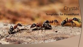  Presentation with ants - Slide deck with ants-in-natural-habitat-formica background and a red colored foreground