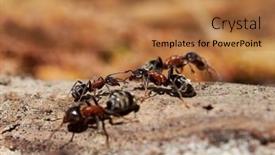  Presentation with ants - Slide deck enhanced with ants-in-natural-habitat-formica background and a coral colored foreground
