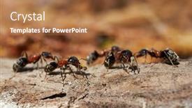  Presentation with ants - Colorful presentation theme enhanced with ants-in-natural-habitat-formica backdrop and a red colored foreground