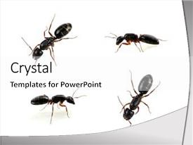 Ants Isolated On White Background PPT template 42 | CrystalGraphics