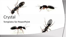  Presentation with ants - Beautiful PPT layouts featuring ants isolated on white background backdrop and a white colored foreground