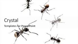  Presentation with ants - PPT layouts with ants isolated over white background background and a white colored foreground