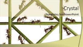  Presentation with ant - Audience pleasing PPT theme consisting of ants on a green grass backdrop and a blonde colored foreground