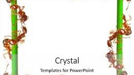  Presentation with ants - Presentation theme having ants on a green grass background and a white colored foreground