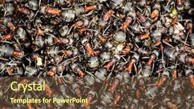  Presentation with ants - Cool new slide deck with ants on anthill surface - natural backdrop and a tawny brown colored foreground