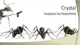  Presentation with ants - Theme enhanced with ants background and a white colored foreground