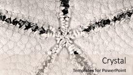  Presentation with starfish - Colorful theme enhanced with anus - underside of starfish showing detail backdrop and a lemonade colored foreground