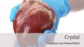  Presentation with white dove heart - Colorful PPT theme enhanced with aorta - heart in doctor hand isolated backdrop and a light gray colored foreground