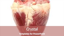  Presentation with animal - Presentation theme with aorta - raw animal heart isolated background and a coral colored foreground