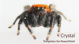  Presentation with cardinal - Presentation theme with attention detail red - beautiful black and orange apache background and a lemonade colored foreground