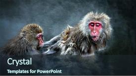  Presentation with monkey - Theme consisting of ape - snow monkey at jigokudani near background and a tawny brown colored foreground