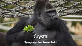  Presentation with western - Audience pleasing presentation theme consisting of ape - western lowland gorilla gorilla gorilla backdrop and a dark gray colored foreground